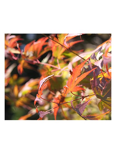 Frasco de Autumn, de Bud Parfums