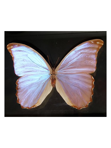 Frasco de Butterfly, de Bud Parfums
