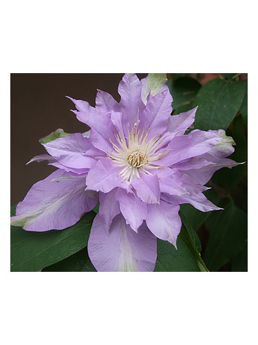 Frasco de Fleur De Lilac, de Bud Parfums