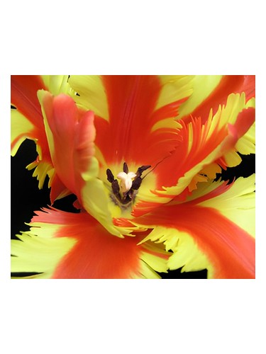 Frasco de Jezebel, de Bud Parfums
