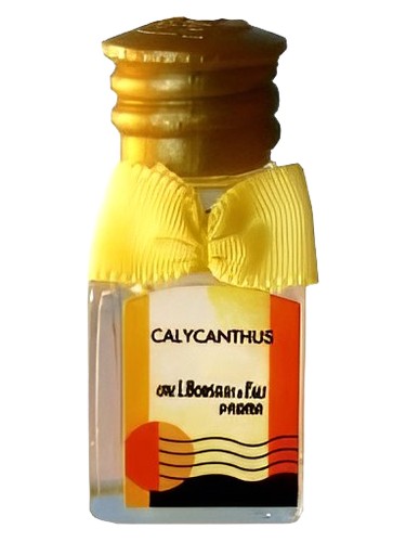 Frasco de Calycanthus — Borsari
