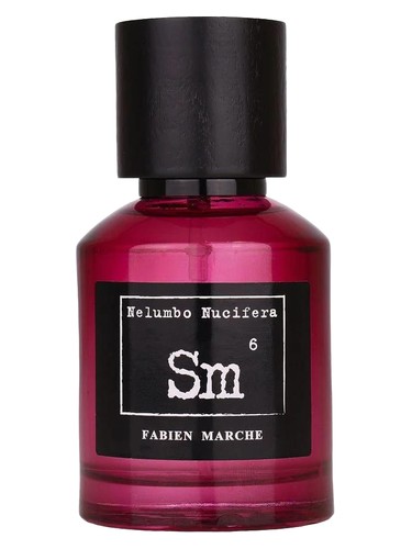 Frasco de Sm6 Syphyglosum — Fabien Marche
