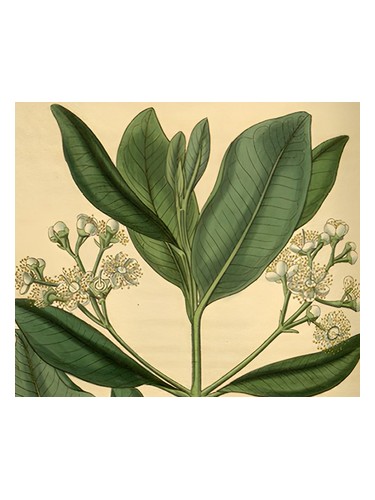 Frasco de Bay Rum — Olympic Orchids Artisan Perfumes