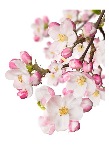 Frasco de Japanese Garden CVS Essence of Beauty, de CVS Essence of Beauty
