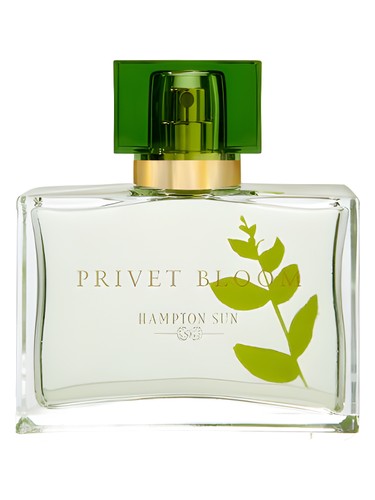 Frasco de Privet Bloom, de Hampton Sun